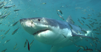 Shark Education Centre