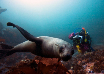 Scuba Diving