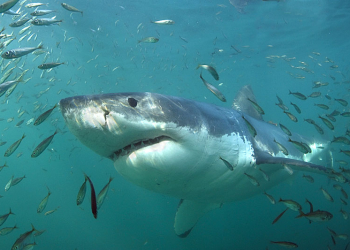 Shark Education Centre