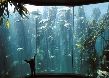 Two Oceans Aquarium