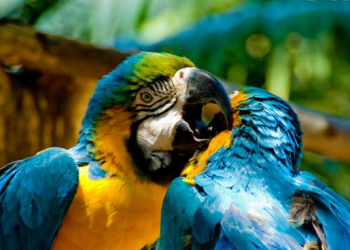 World of Birds