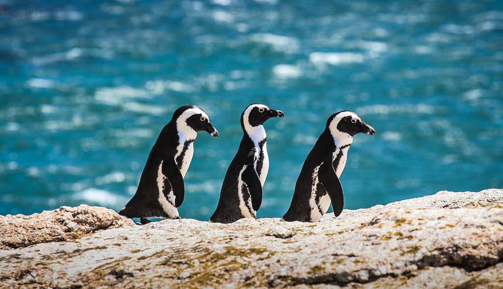 Boulders Beach Penguins Entrance Fee 2020